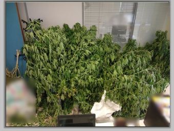 Σύλληψη άνδρα στη Λάρισα για δενδρύλλια κάνναβης