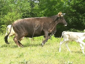 Σταυλική εγκατάσταση για τη διαχείριση ανεπιτήρητων παραγωγικών ζώων αναζητά ο Δήμος Καρδίτσας