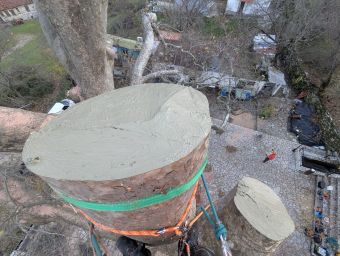 Πλάτανος Λεοντίτου: Ολοκληρώθηκε η επέμβαση του Δήμου Αργιθέας υπό την επίβλεψη του Δασαρχείου, για το μεταχρωματικό έλκος