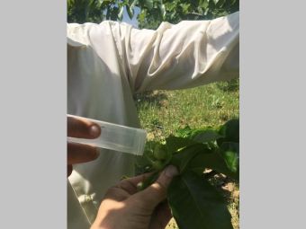 Συνεχίζεται στη Θεσσαλία το πρόγραμμα για την προστασία της καστανοκαλλιέργειας από τη σφήκα της καστανιάς