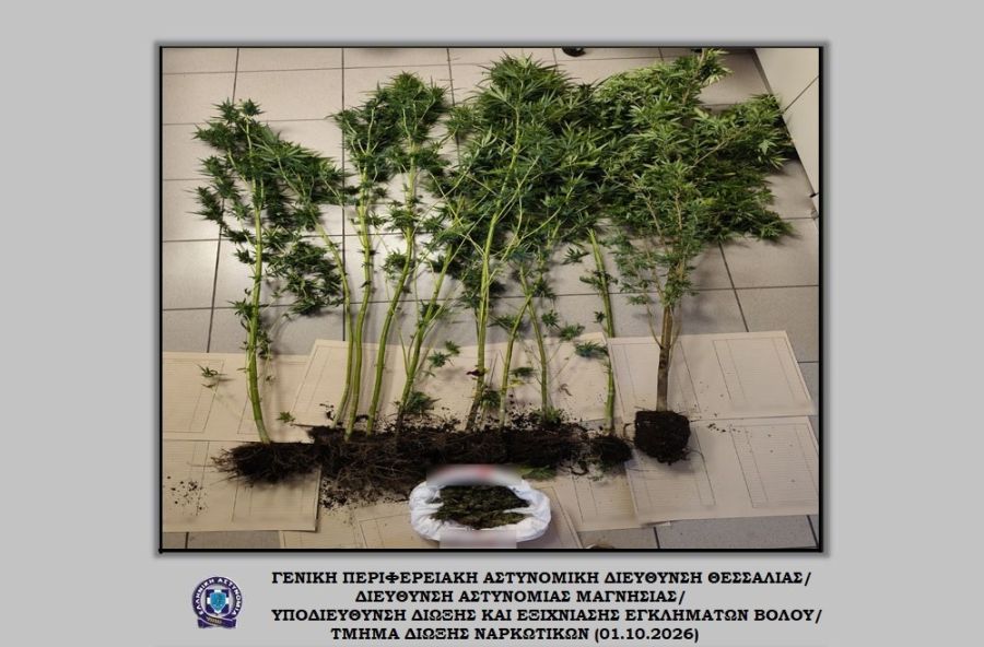 Σύλληψη 69χρονου στο Βόλο με 10 δενδρύλλια κάνναβης