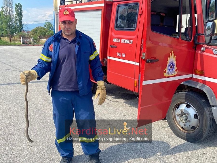 Πυροσβέστες απομάκρυναν με επιτυχία δύο φίδια που βρισκόταν στο γήπεδο του Ταυρωπού