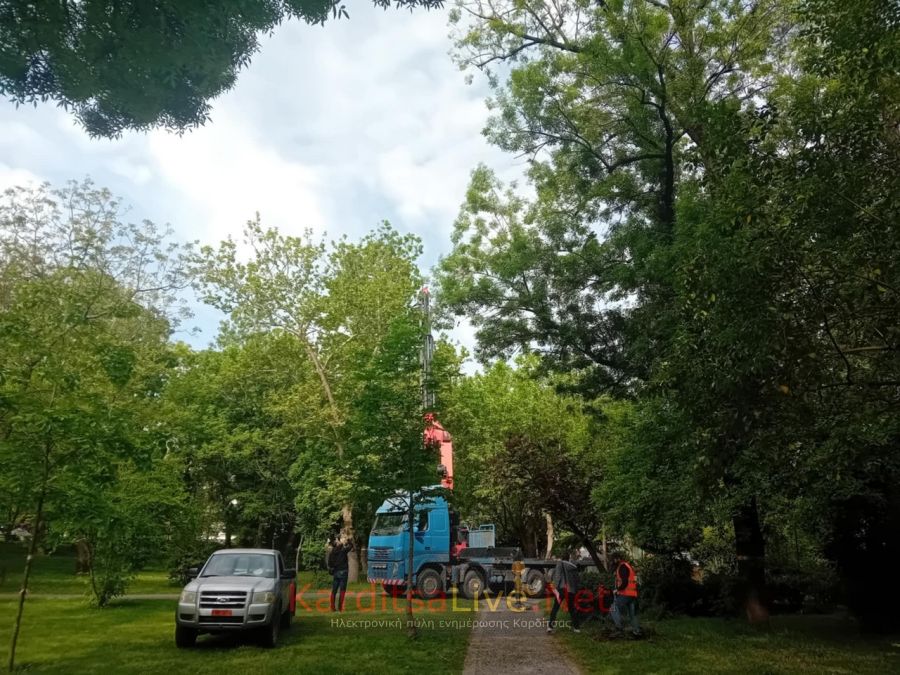 Ξαναρχίζει η επιχείρηση καθαίρεσης φωλιών στο Παυσίλυπο