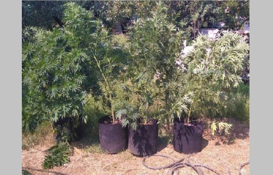 Σύλληψη άνδρα στο Βόλο για καλλιέργεια κάνναβης