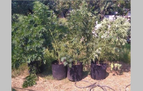 Σύλληψη άνδρα στο Βόλο για καλλιέργεια κάνναβης