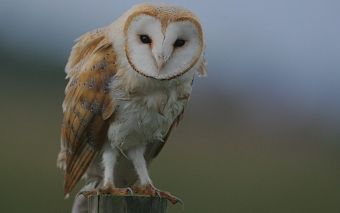 Η Τυτώ "όπλο" κατά των τρωκτικών σε συνεργασία Περιφέρειας και Δήμων της Θεσσαλίας - Ο Δ. Σοφάδων συμμετέχει από το ν. Καρδίτσας