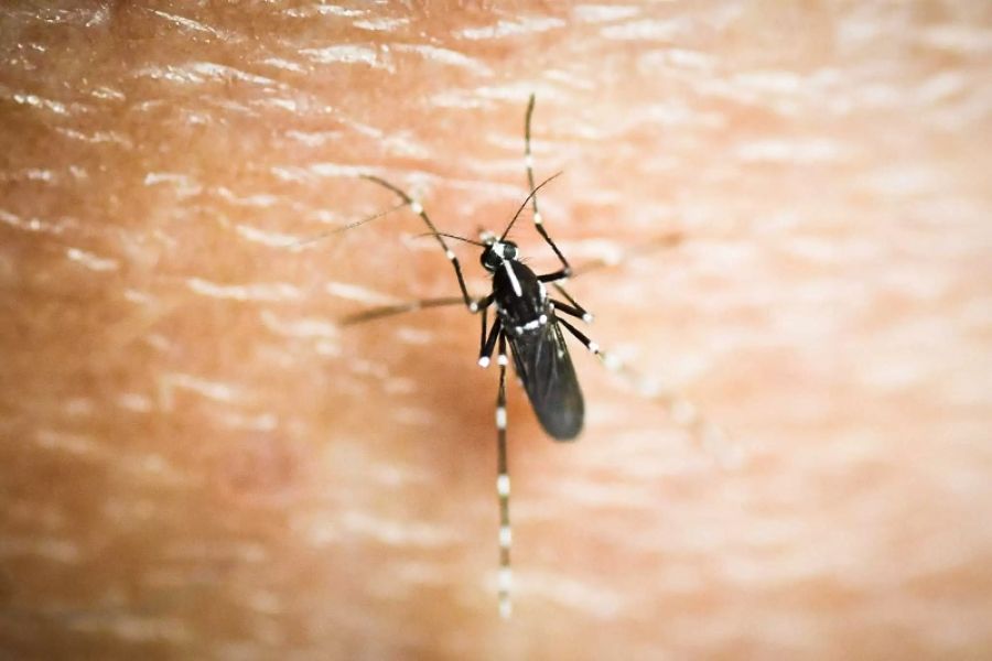 Ιός Δυτικού Νείλου: Στις Σέρρες το πρώτο φετινό θανατηφόρο κρούσμα