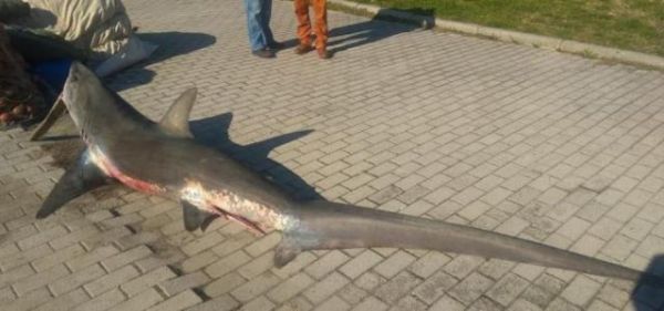 Εντυπωσιακό αλεπόσκυλο έβγαλαν τα δίχτυα επαγγελματία ψαρά από τη Ν. Αγχίαλο