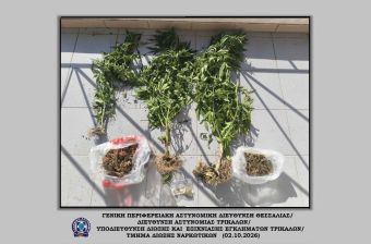 Τρίκαλα: Συνελήφθη 49χρονος με 3 δενδρύλλια κάνναβης και ποσότητα κάνναβης