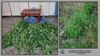 Ελασσόνα: Συνελήφθη άνδρας για καλλιέργεια δενδρυλλίων κάνναβης