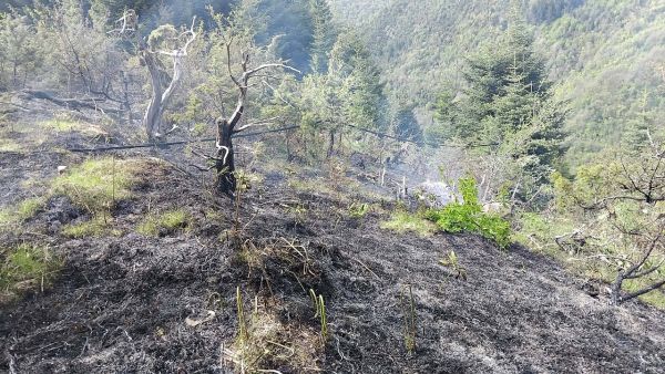 Αντιμετωπίστηκε άμεσα δασική πυρκαγιά στο Πετρίλο Καρδίτσας (+Φωτο)