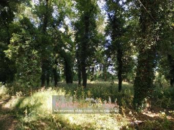 Κρίθηκε απαραίτητη η κοπή 140 δέντρων στο άλσος της Παπαράντζας - Συντρέχουν και λόγοι πυροπροστασίας