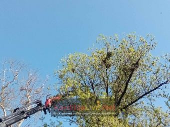 Στα μέσα Ιουλίου ξεκινά η ιερακοθηρία για απομάκρυνση των κορακοειδών στο Παυσίλυπο