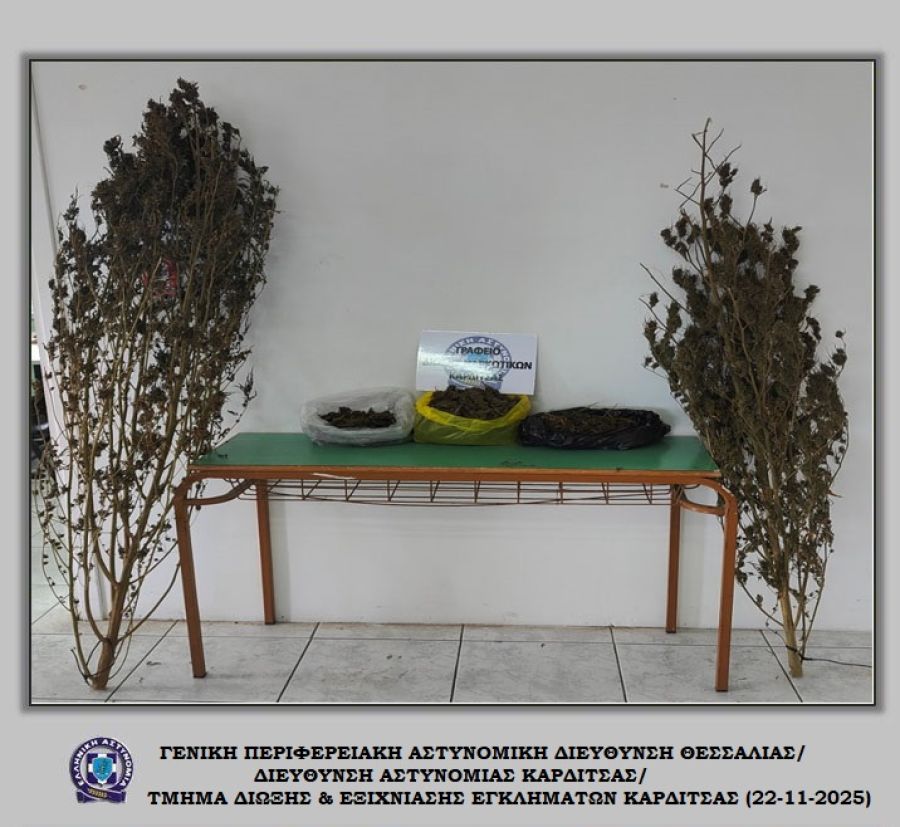 Συνελήφθη άνδρας σε περιοχή του Δήμου Παλαμά με 2 δενδρύλλια και πάνω από 600 γραμμάρια κάνναβης
