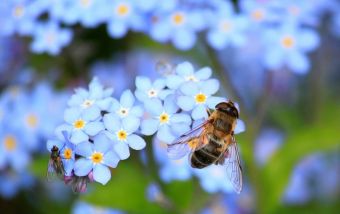 Προσπάθεια για δημιουργία του πρώτου, πανελλαδικά θεματικού πάρκου μέλισσας στο Ξινονέρι