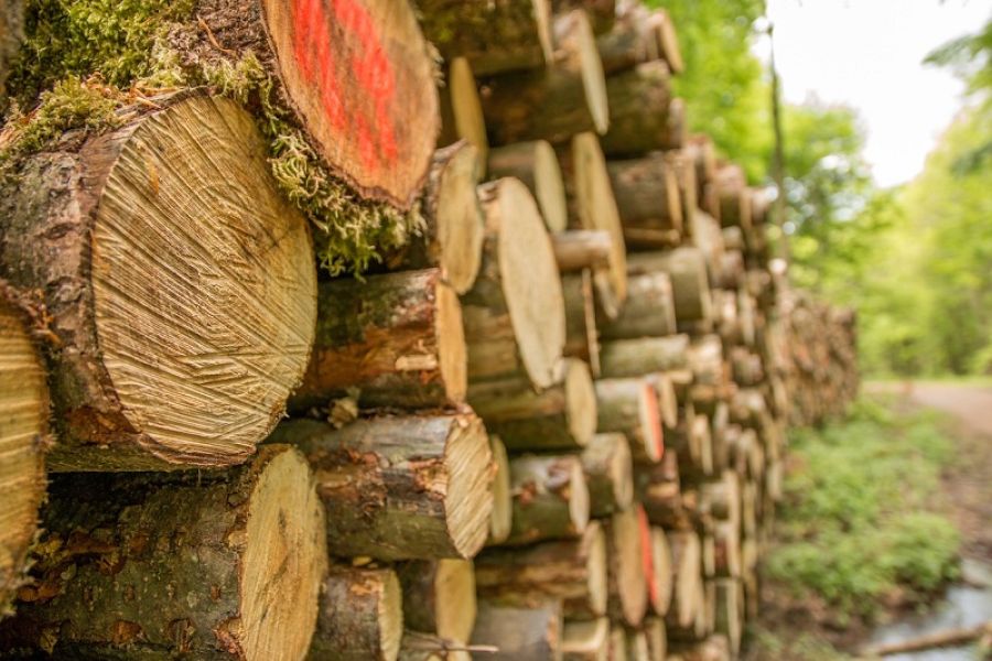 Αύξηση 15% στις τιμές αποζημίωσης των υλοτόμων των Δασικών Συνεταιρισμών