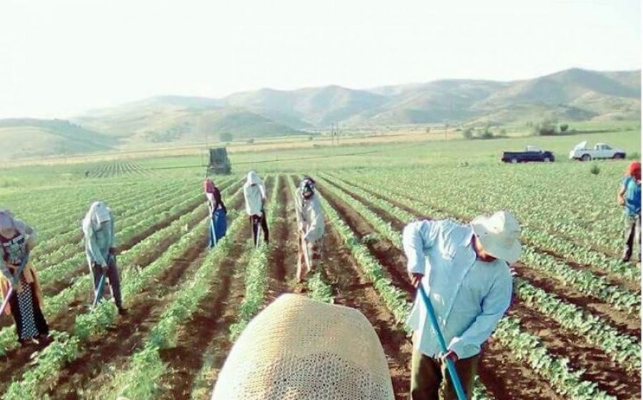 Σε 3.750 αυξάνονται οι εργάτες γης από τρίτες χώρες στη Θεσσαλία