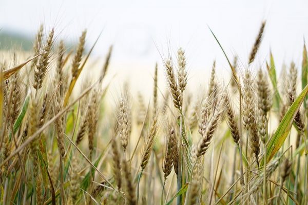 Ενημέρωση από Δ/νση Αγροτικής Οικονομίας Π.Θ. για την υγιεινή κατάσταση των σιτοκαλλιεργειών