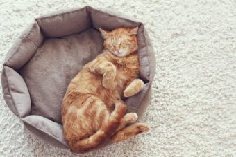 Κρεβάτια για γάτες: Συμβουλές για να επιλέξετε το σωστό
