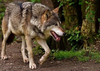 Επίθεση λύκου σε κτηνοτροφική μονάδα στο Νέο Ικόνιο