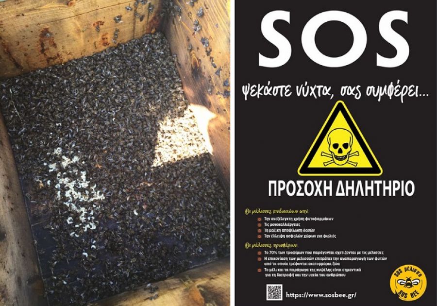 "SOS Bee": Οι μέλισσες κινδυνεύουν από την αλόγιστη χρήση φυτοφαρμάκων