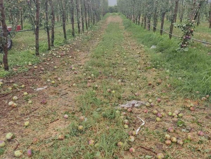 Έδεσσα: Πάνω από 50.000 στρέμματα καλλιεργειών κατέστρεψε ολικά το χαλάζι