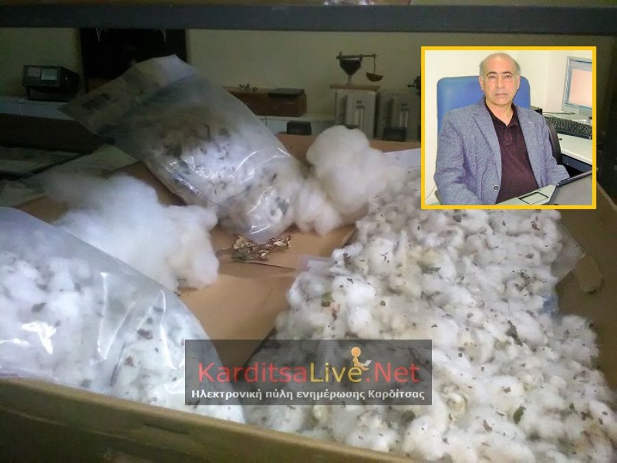 Βαρύς ο απολογισμός των πληγμάτων του «Ιανού» στη βαμβακοκαλλιέργεια και στους Καρδιτσιώτες παραγωγούς στο τέλος της φετινής αρδευτικής περιόδου