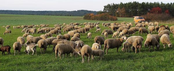Απαγορευτικό από την πολιτεία στις μετακινήσεις κτηνοτρόφων στα ορεινά της Καρδίτσας και της υπόλοιπης Θεσσαλίας