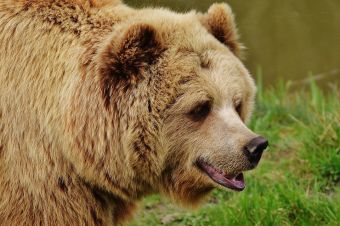 Πανεπιστήμιο Θεσσαλίας: Τι αποκαλύπτει η ανάλυση DNA για τον πληθυσμό της καφέ αρκούδας σε Πίνδο, Πρέσπες και Ροδόπη