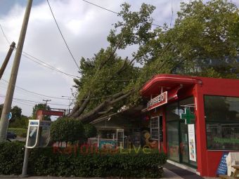 Δέντρο έπεσε πάνω σε καταστήματα δίπλα στο νοσοκομείο Καρδίτσας (+Φώτο +Βίντεο)