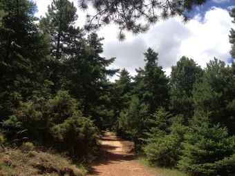 Δήμος Λίμνης Πλαστήρα: Παράταση 7μηνών για βελτίωση δασικών δρόμων για αντιπυρική προστασία
