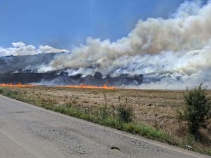Πυρκαγιά σε εξέλιξη κοντά στα Φάρσαλα (+Φωτο)