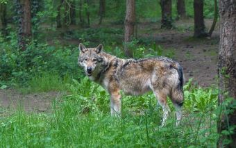 Νέες επιθέσεις από λύκο σε ζώα κτηνοτρόφων στο Κοσκινά