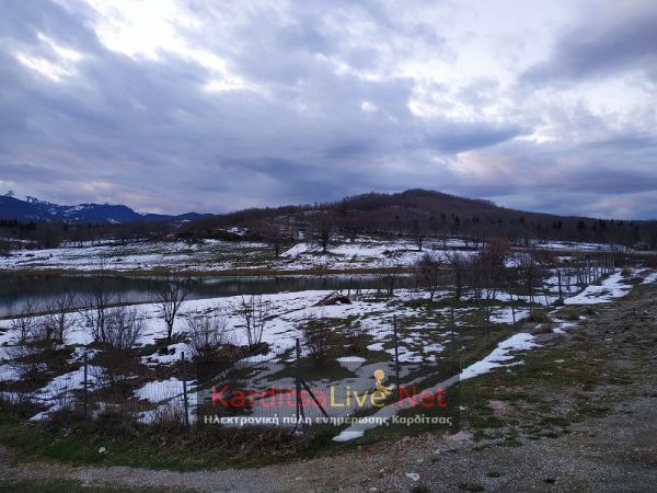 «Κάηκαν» από τον «ανοιξιάτικο» παγετό οι ελιές στη λίμνη Πλαστήρα