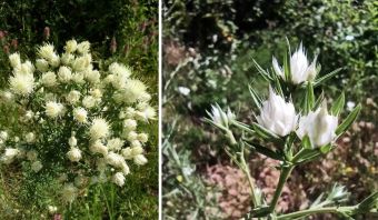 Ενέργειες προστασίας του σπάνιου φυτού "Centaurea Messenicolasiana" από την Π.Ε. Καρδίτσας