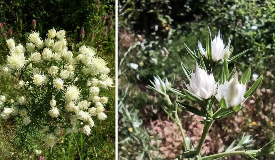 Ενέργειες προστασίας του σπάνιου φυτού &quot;Centaurea Messenicolasiana&quot; από την Π.Ε. Καρδίτσας