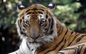 Ιταλία: Τίγρεις σε τσίρκο κατασπάραξαν τον θηριοδαμαστή τους λίγο πριν αρχίσει το σόου