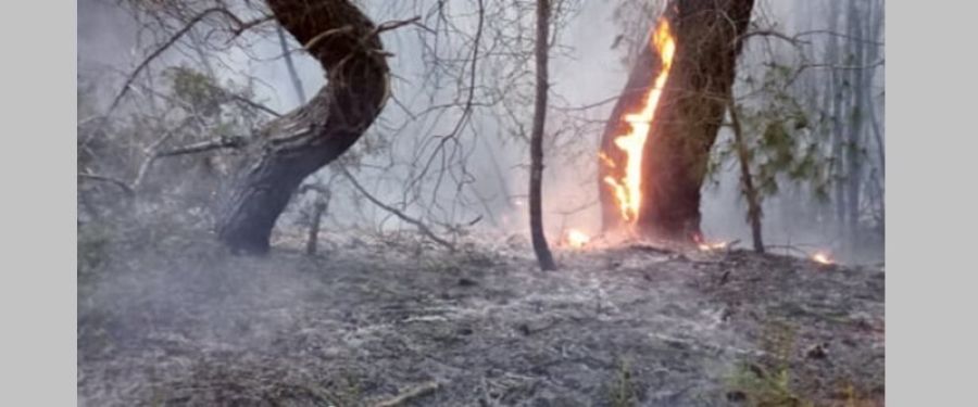 Χωρίς ενεργό μέτωπο πλέον η πυρκαγιά στον Όλυμπο - Επιχείρησαν εναέρια μέσα