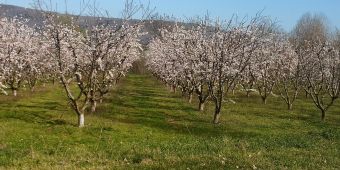 Πώς υποδέχονταν οι καραγκούνηδες του κάμπου την άνοιξη