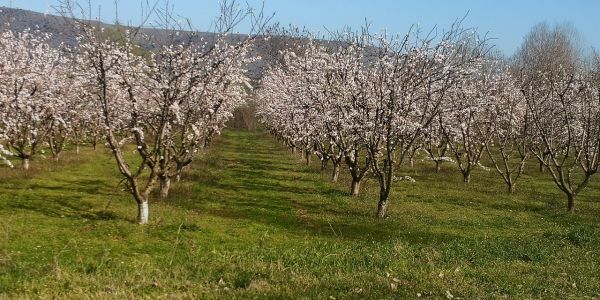 Πώς υποδέχονταν οι καραγκούνηδες του κάμπου την άνοιξη