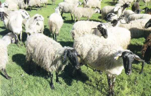 Χρηματοδότηση έρευνας για τη διασφάλιση του Γενετικού Υλικού της Αυτόχθονης Καραγκούνικης Φυλής προβάτων