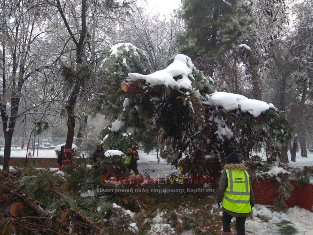 Έσπασαν κλαδιά και δέντρα από το βάρος του χιονιού στην Καρδίτσα (+Φώτο +Βίντεο)
