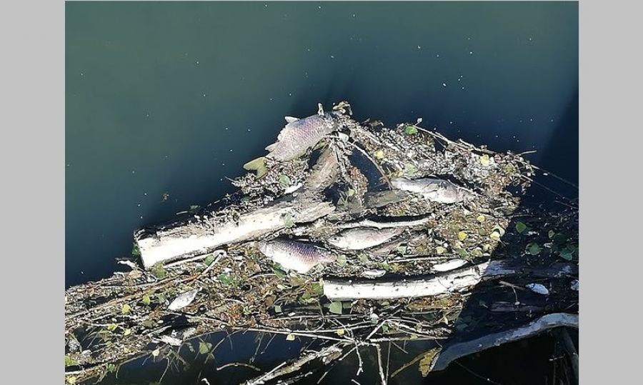 Νεκρά ψάρια στον Καλέντζη - Έλλειψη επαρκούς οξυγόνου η αιτία σύμφωνα με τη Δ.Α.Ο.Κ. της Π.Ε. Καρδίτσας