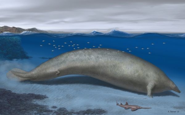 Φάλαινα ηλικίας 39 εκατομμυρίων ετών το βαρύτερο ζώο που έχει καταγραφεί