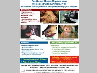 Νέα ενημέρωση της Διεύθυνσης Κτηνιατρικής για την εμφάνιση εστίας πανώλους αιγοπροβάτων στην Π.Ε. Τρικάλων