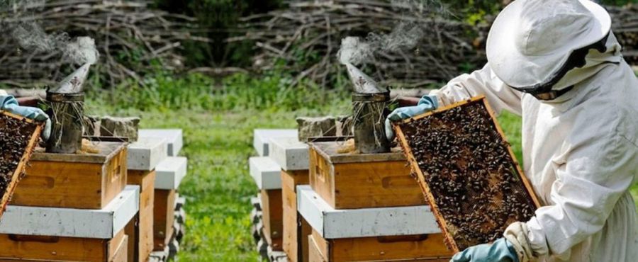 Πρόγραμμα κατάρτισης μελισσοκόμων από το Κέντρο &quot;Δήμητρα&quot; Καρδίτσας