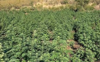 Εντοπίστηκε μεγάλη φυτεία με πάνω από 800 δενδρύλλια κάνναβης σε δύσβατη περιοχή της Λάρισας
