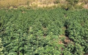 Εντοπίστηκε μεγάλη φυτεία με πάνω από 800 δενδρύλλια κάνναβης σε δύσβατη περιοχή της Λάρισας