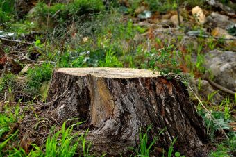 Κοπή εννέα δέντρων στις Δημοτικές Κοινότητες Κέδρου και Βαθυλάκκου