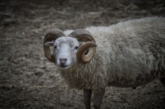 Κριάρι τραυμάτισε σοβαρά ηλικιωμένη σε χωριό των Τρικάλων